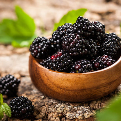 BlackBerry Plants Freedom-Ark (4 Pack) Live for Sale | Easy to Grow Plants | Edible Fruit Plant for Sustainable Living | Grow Your own Food on Your Organic Garden | Live for Planting |