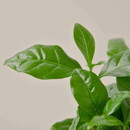 Arabica Coffee Live Plant for Indoor | Different Houseplants in 3'' Pot | Real House Plant for Living Room, Office, Desk & Bathroom | Arabian Coffee | Mountain Coffee