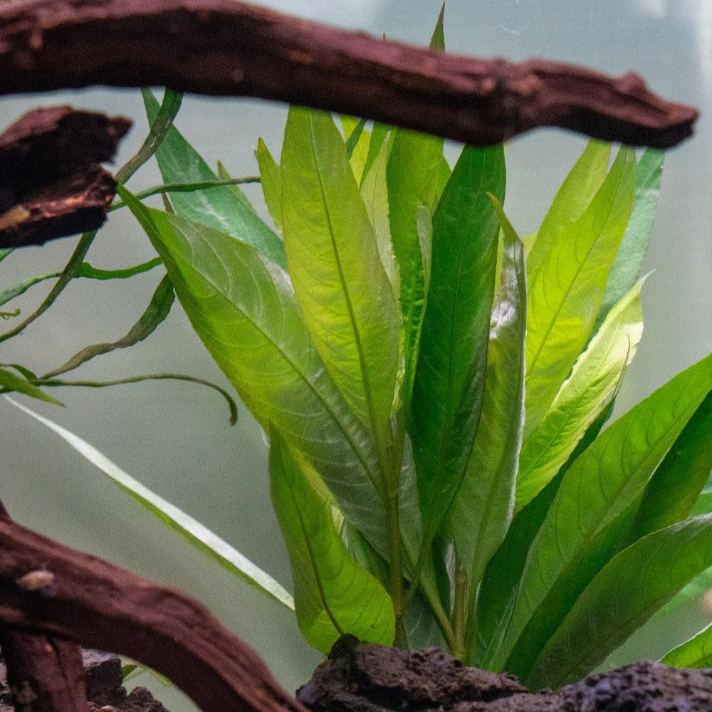 SubstrateSource Live Plant - Nomaphila Stricta - Easy Care, Moderate to High Light, Green Accent, Freshwater Aquatic Plant for Aquascaping - Lead Bunch