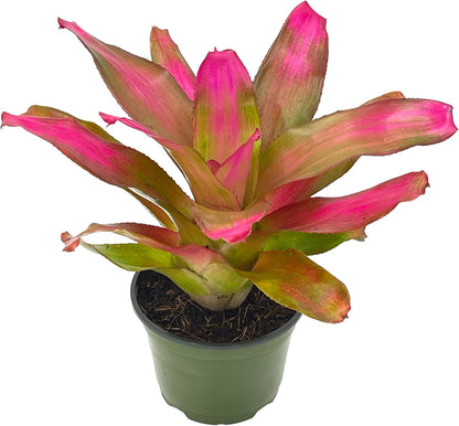 ragnaroc Live Plants – Bromeliad Neoregelia Romance, 8-12" in 6" Pot - 1ct - Live Arrival Guaranteed - House Plants for Home Decor & Gift