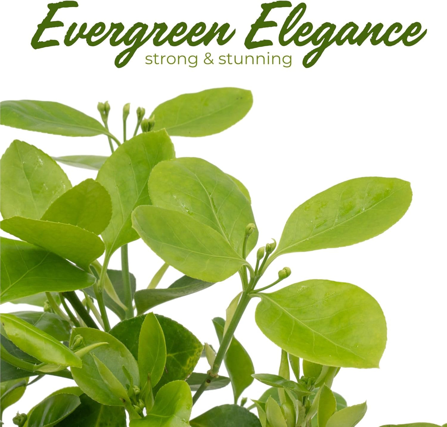 4 Manhattan Euonymus, Live Plants (Euonymus Kiautschovicus ‘Manhattan’) – Evergreen Shrub for Hedges, Thriving in 2.5” Nursery Cubes