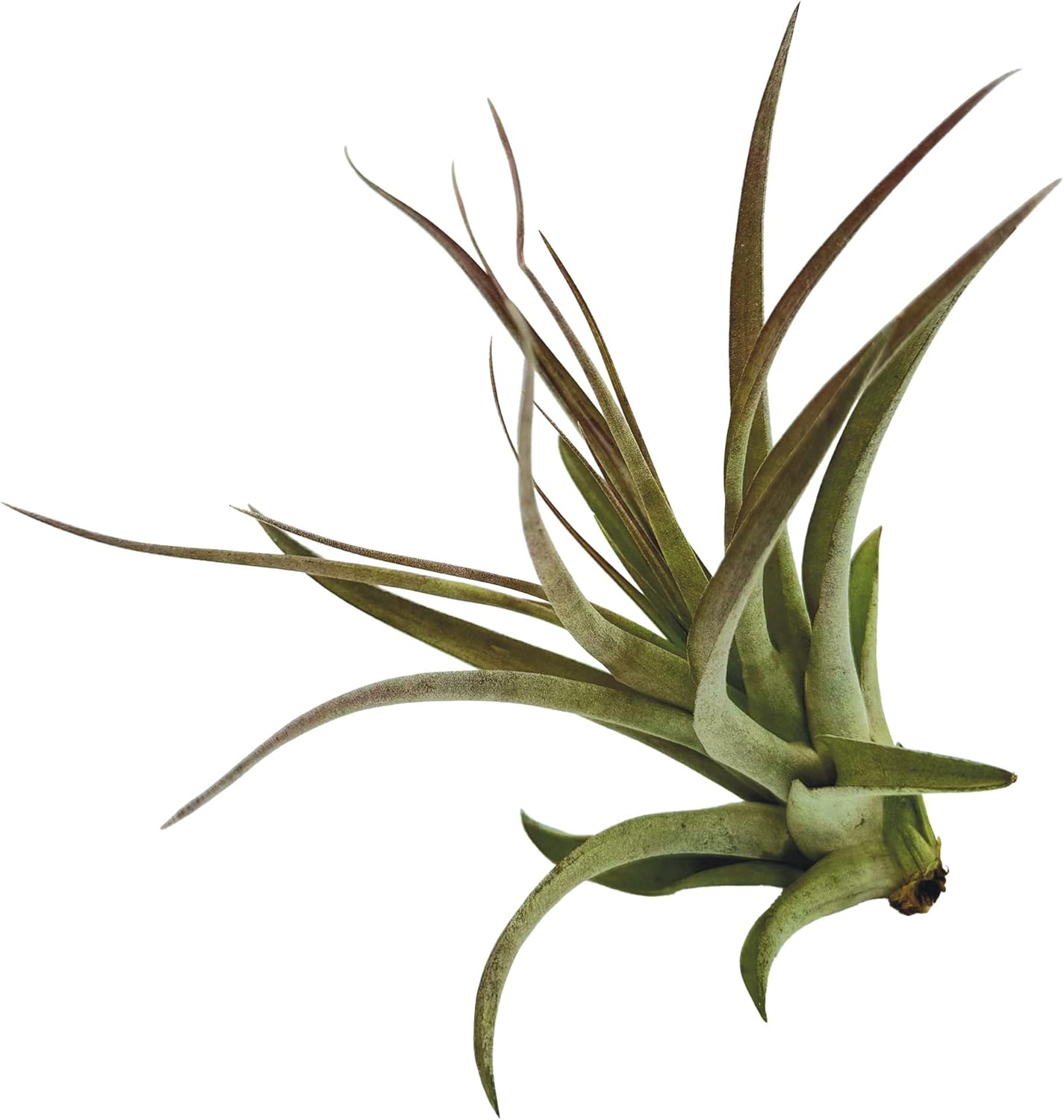 ragnaroc Air Plants - Tillandsia Brachycaulos Multiflora, Jumbo 5-7" - 2 ct - Live Arrival Guaranteed - House Plants for Home Decor & Gift