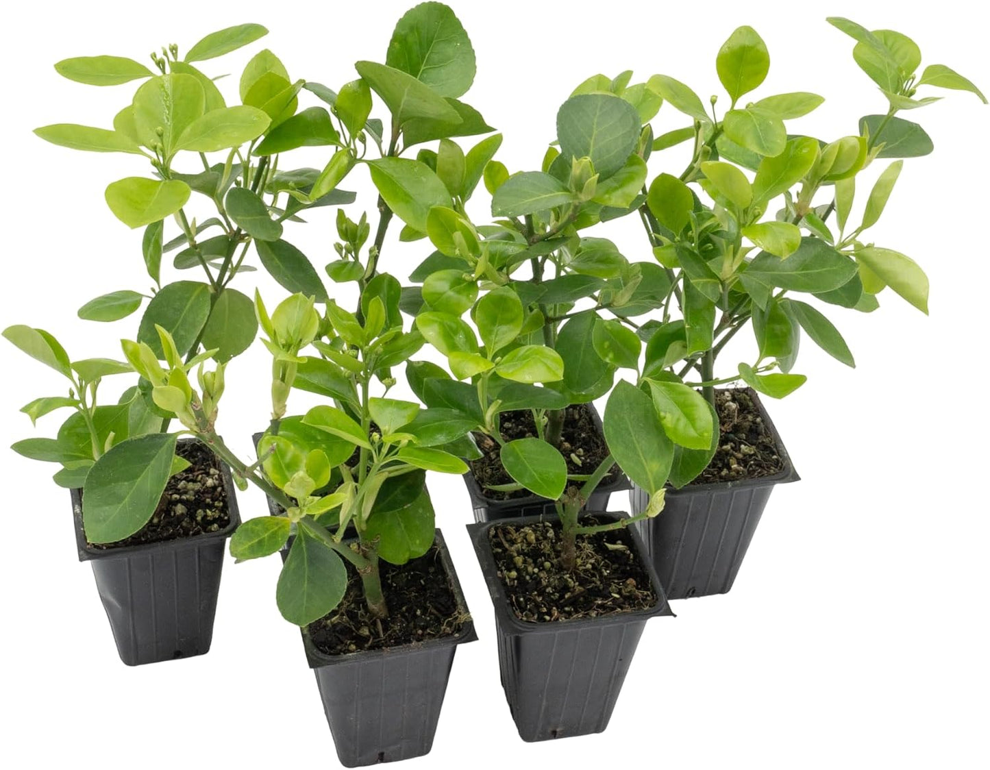 6 Live Manhattan Euonymus Plants (Euonymus Kiautschovicus ‘Manhattan’) – Evergreen Shrub for Hedges, Thriving in 2.5” Nursery Cubes