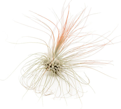 Coral Colorful Tillandsia Air Plants - Long Lasting Color Enhanced Live Tillandsia Succulent House Plants - Home and Garden Decor - Easy Care Indoor/Outdoor Plants (Argentea Thin, Pack of 3)