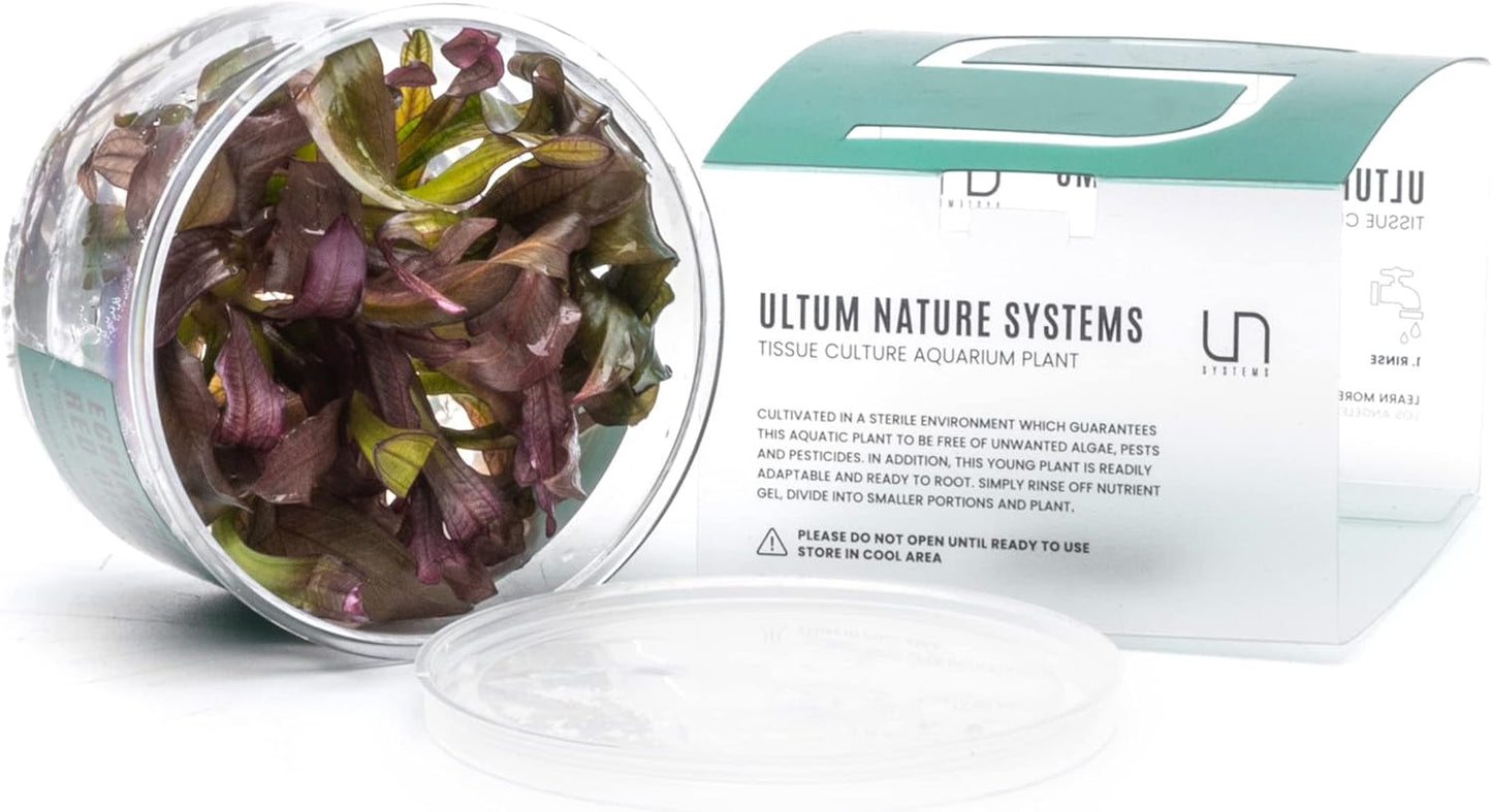 Ultum Nature Systems Echinodorus Red Diamond Tissue Culture Live Plant for Aquarium, Aquascape, Freshwater Fish Tanks - 100% Snail Free in Vitro