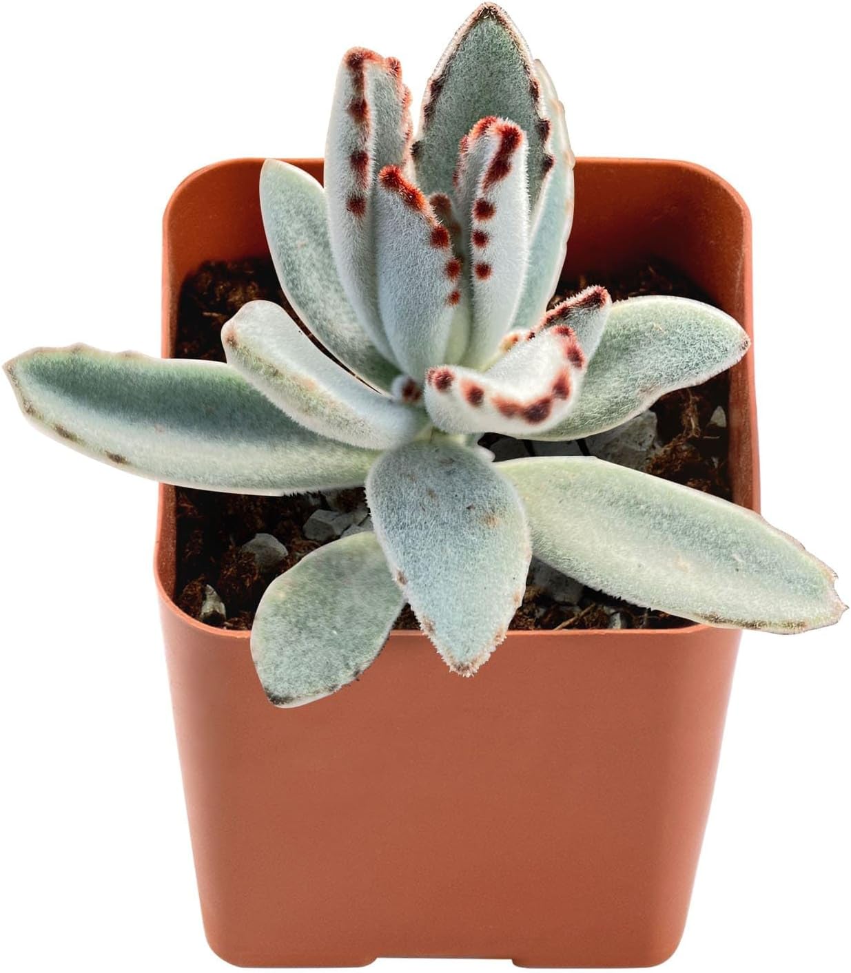 Sprout N Green Kalanchoe Tomentosa Panda Plant with 2 inch Starter Pot, Rare Live Succulent Plant Fully Rooted, Home Office Indoor Outdoor Wedding Decoration DIY Projects Party Favor