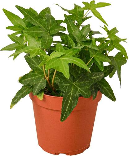 English Ivy Green Live Plant for Indoor | Different Houseplants in 4'' & 6'' Pot | Real House Plant for Living Room, Office, Desk & Bathroom | Hedera Helix Green California