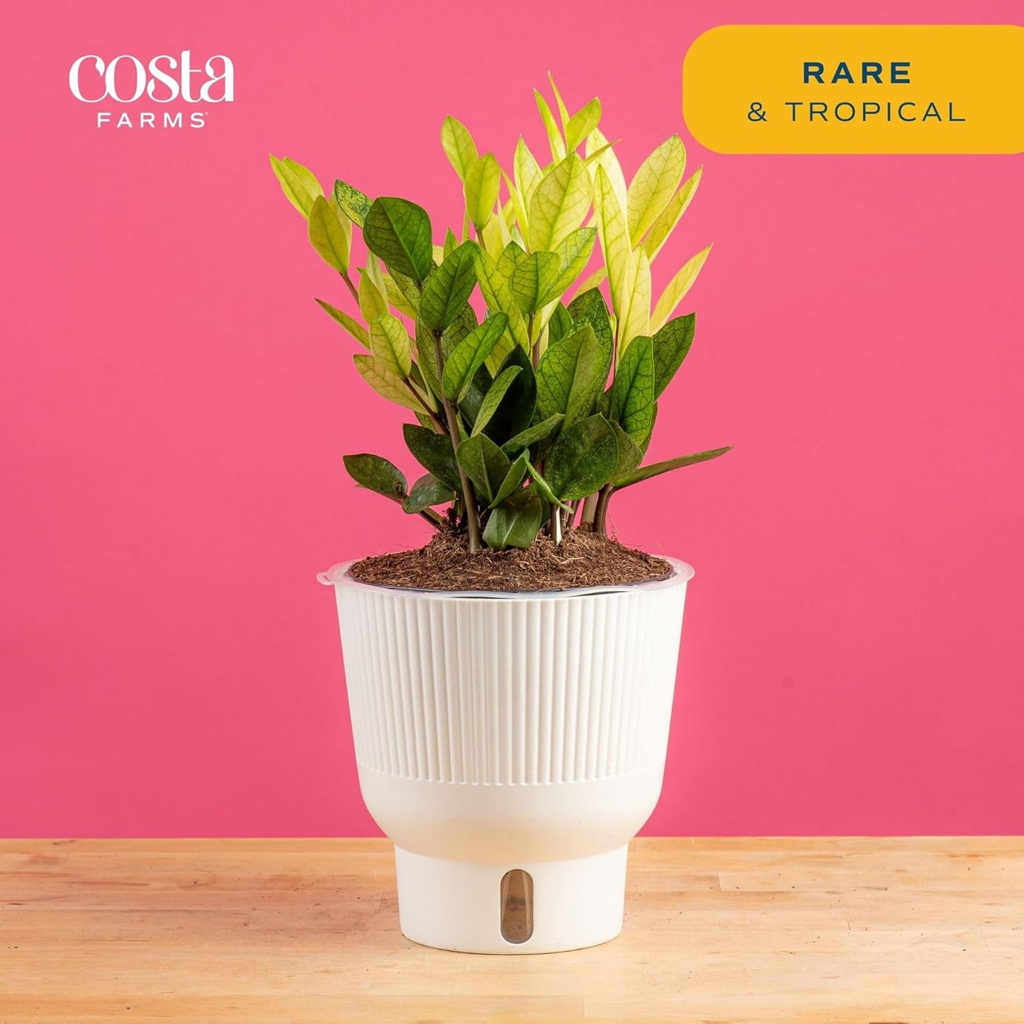 Costa Farms ZZ Chameleon Plant, Easy to Grow Live Indoor Houseplant in Garden Plant Pot, Home and Office Room Decor, Trending Tropicals Collection, 10-Inches Tall