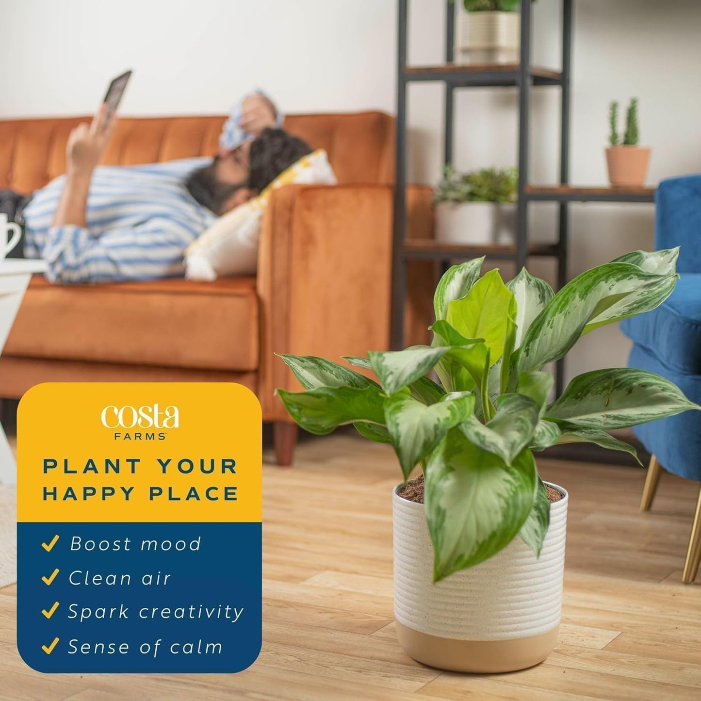Costa Farms Chinese Evergreen, Live Indoor Plant Aglaonema, Potted in Modern Decor Planter Pot with Soil, Live Houseplant Gardening Gift, Tabletop, Office, or Home Décor, 14-Inches Tall