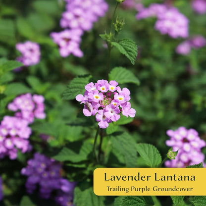 12 Lavender Lantana in 2.5” Nursery Cubes (Lantana montevidensis) | Evergreen Shrub for Hanging Baskets, Containers & Sunny Landscapes | Ready-to-Plant Live Starter Plants