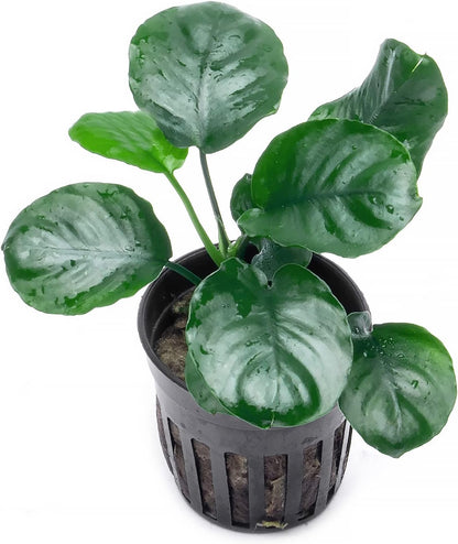 SubstrateSource Anubias Live Aquarium Plants - Potted Freshwater Plant for Fish Tanks, Terrariums - Beginner Friendly Low Light (Barteri Round Leaf, 1 Pot)