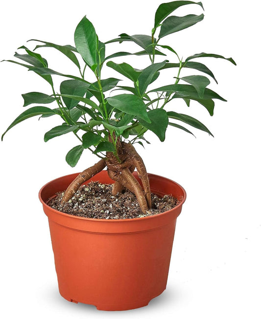 Ficus 'Ginseng' Live Plant for Indoor | Different Houseplants in 4'' & 6'' Pot | Real House Plant for Living Room, Office, Desk & Bathroom | Pot-Bellied Ficus