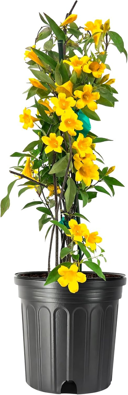 Carolina Jasmine | 2 Large Gallon Size Plants | Gelsemium sempervirens | Evergreen Climbing Vine | Yellow Flowering Landscape Plants