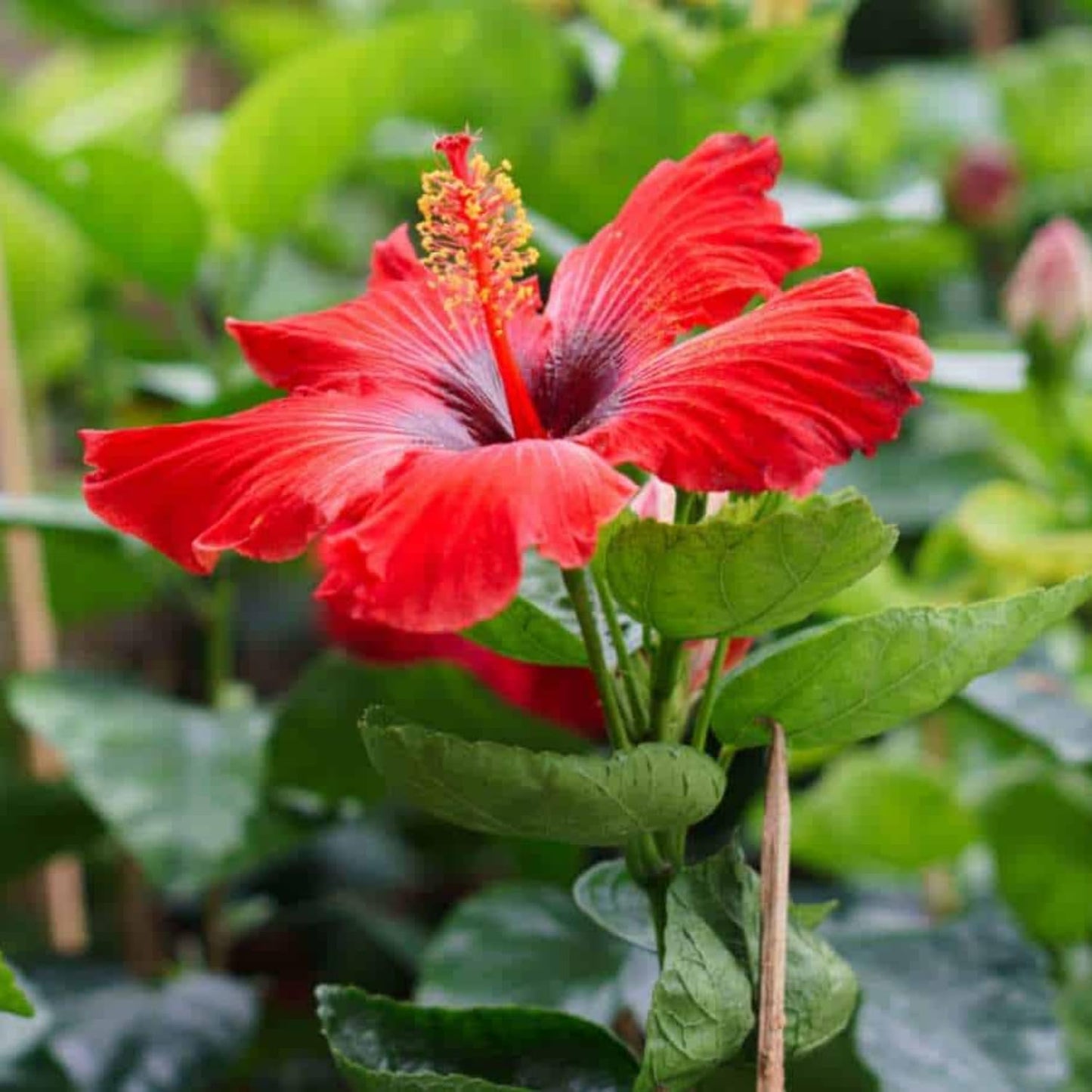 2 Red Hibiscus Live Plants, Clump 8-12” Tall, Hardy Hibiscus Plants Live, Hibiscus Trees Flowering Shrub
