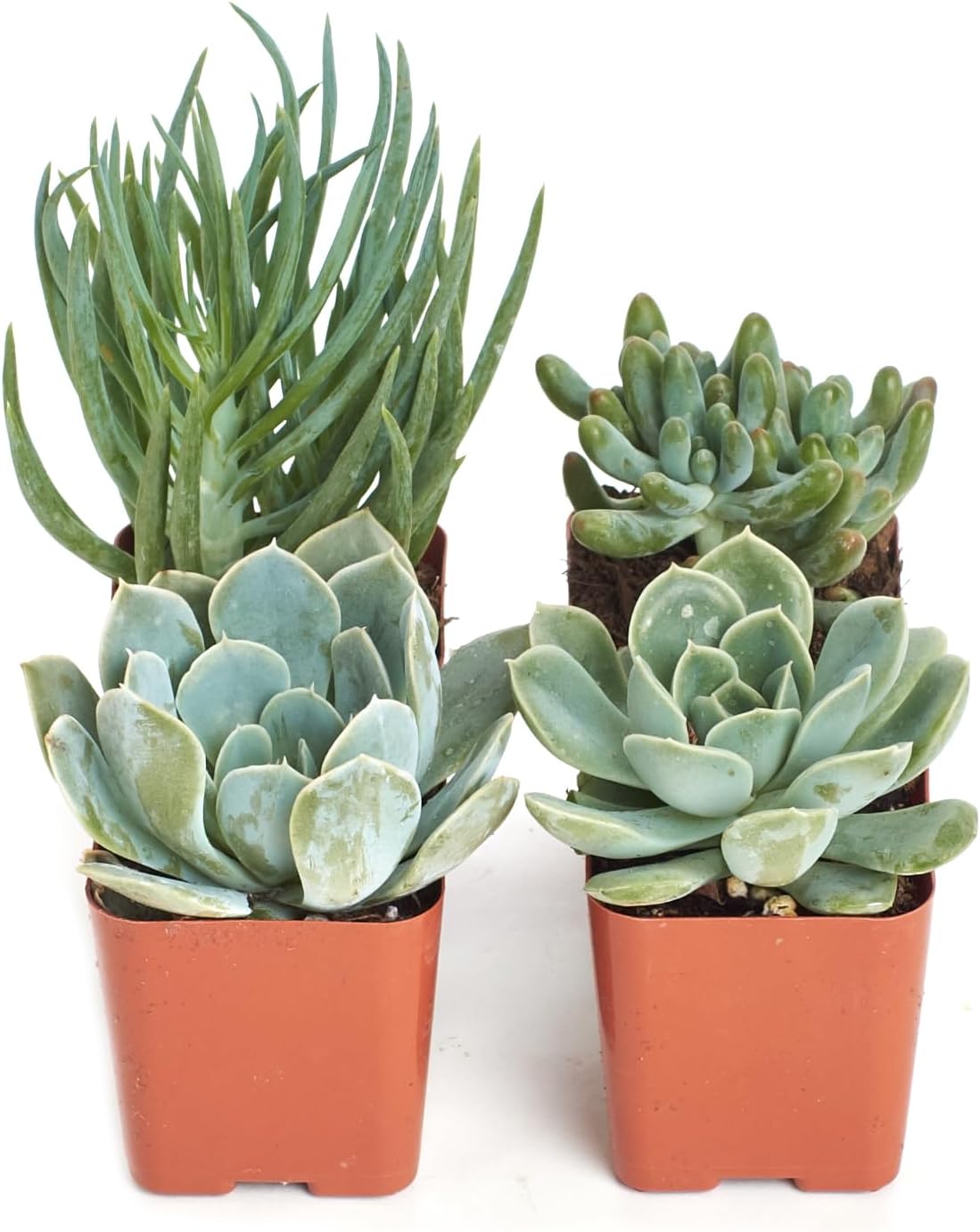 Shop Succulents Blue & Green Succulent Plant Pack Collection - Live Mini Succulent Plants, Low Maintenance, Mixture of Textures - Wedding and Party Favors, Gift & Garden, Pack of 4
