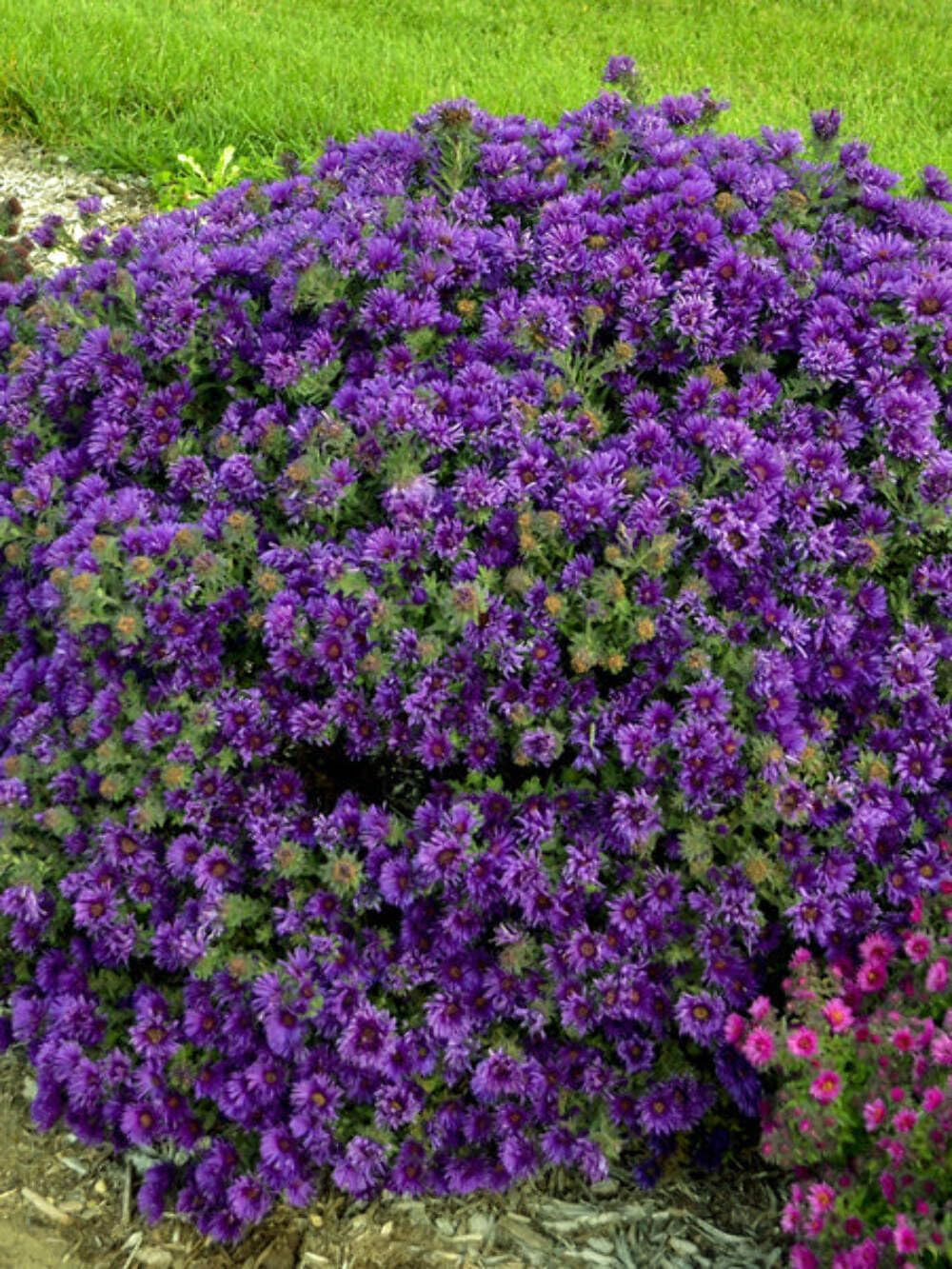 Perennial Farm Aster Novae-Angliae 'Grape Crush' (New England Aster) – Live Perennial in #1 Container, Deep Purple Blooms, Upright Habit, Pollinator Friendly, Great for Borders & Meadow Gardens