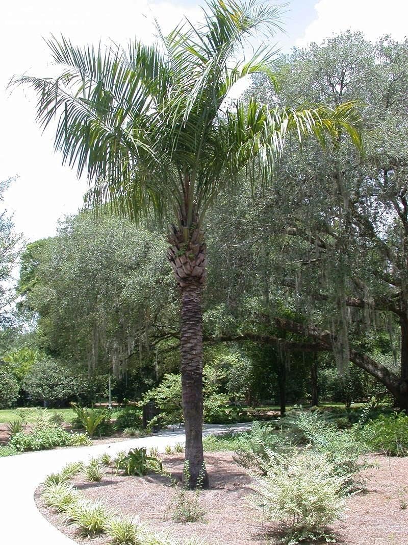 Mule Palm - Live Plant in a 3 Gallon Growers Pot - Xbutiagrus Nabonnandii - Rare Ornamental Palms of Florida