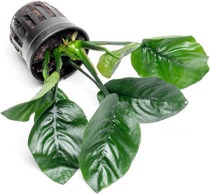 SubstrateSource Anubias Live Aquarium Plants - Potted Freshwater Plant for Fish Tanks, Terrariums - Beginner Friendly Low Light (Barteri Butterfly, 1 Pot)