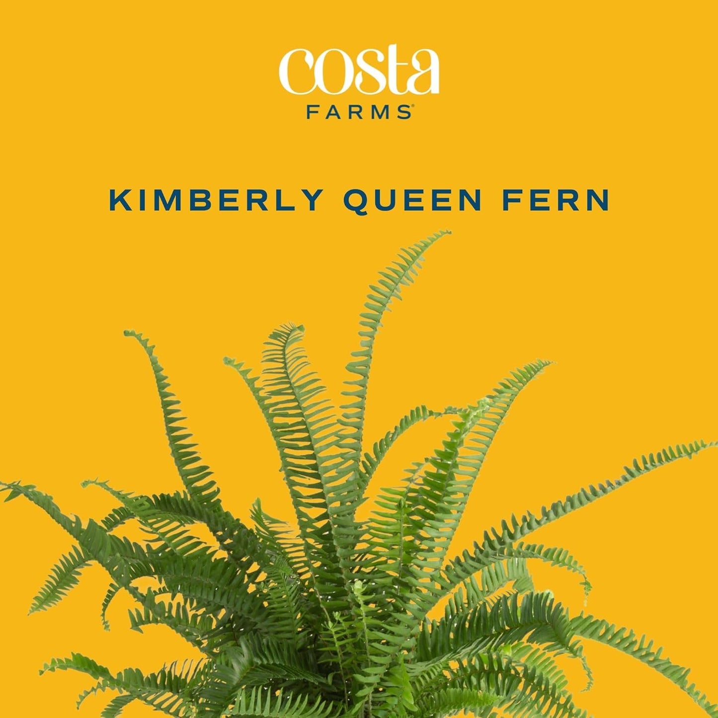 Costa Farms Kimberly Queen Fern Live Plant in Plastic Pot, Large Indoor & Outdoor Houseplant, Perfect for Home, Room, or Office Decor, Great House Warming or Birthday Gift, 2-3 Feet Tall