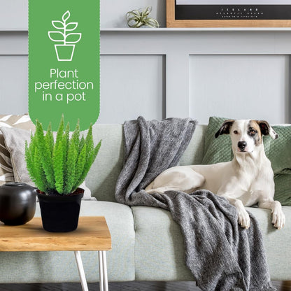 American Plant Exchange Foxtail Fern – 6-Inch Pot – Live Easy Care Tropical Plant with Arching Needle-Like Foliage for Indoor Décor, Patios, Containers, Hanging Baskets & Garden Landscapes