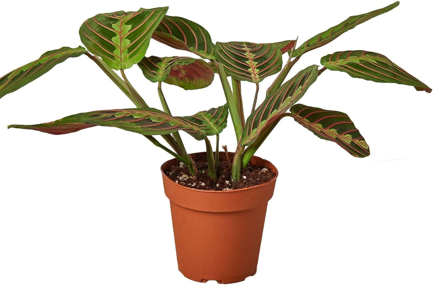 Maranta Red Prayer Live Plant for Indoor | Different Houseplants in 3'' Pot | Real House Plant for Living Room, Office, Desk & Bathroom | Prayer Plant