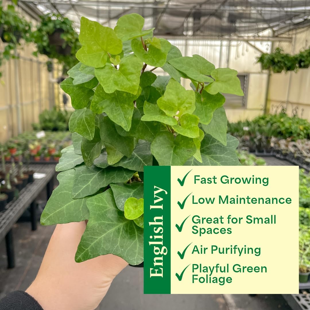 Thorsen's Greenhouse Live Green English Ivy Plant, Hedera Helix, Natural Air Purifier, Easy to Grow, Live Indoor Houseplant, 4" Diameter Pot (Nursery Pot)