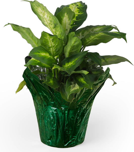6” AZA Plant Pot Covers, Decorative Plant Sleeve for Indoor & Outdoor House Plants, Reusable and Gift-Ready Foil Wrap for Flower Pots, Evergreen, Pack of 5