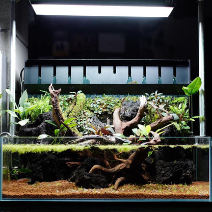SubstrateSource Anubias Live Aquarium Plants - Potted Freshwater Plant for Fish Tanks, Terrariums - Beginner Friendly Low Light (Congensis, 5 Pots)