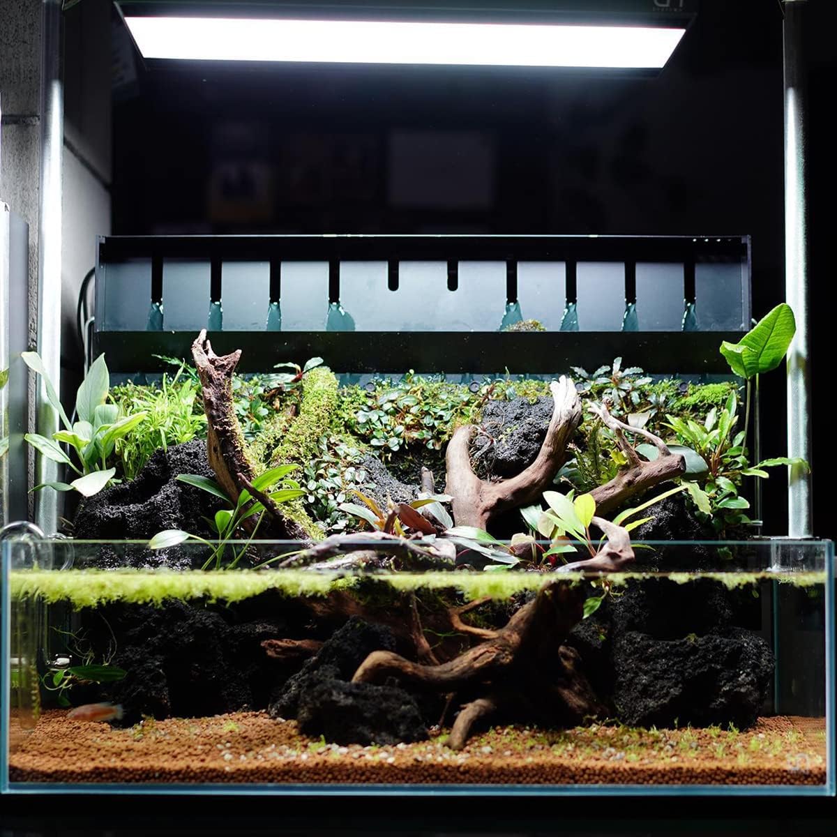 SubstrateSource Anubias Live Aquarium Plants - Potted Freshwater Plant for Fish Tanks, Terrariums - Beginner Friendly Low Light (Congensis, 1 Pot)
