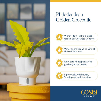 Costa Farms Philodendron Golden Crocodile, Rare Unique Live Indoor Plant in 6-Inch Self-Watering Houseplant Pot, Potting Soil, Trending Tropicals Collection, Room and Home Decor