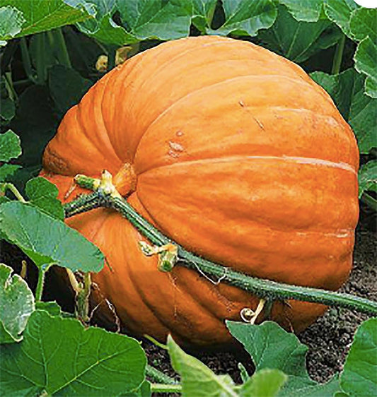 Giant Pumpkin Seeds for Planting – 10 Dill’s Atlantic Seeds for Record-Breaking Pumpkins! – Vegetables for Outdoor Planting – Grown in The USA