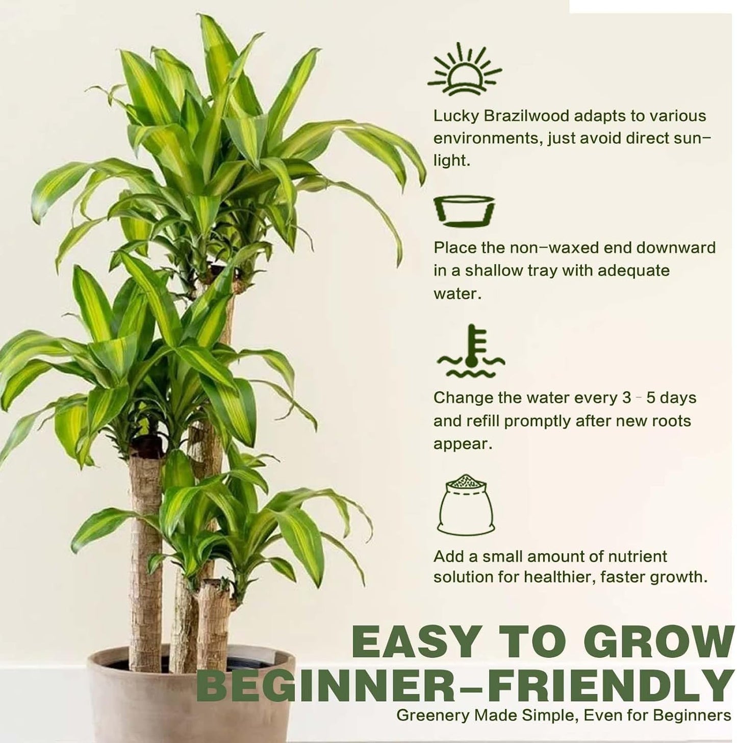 2025 New Lucky Brazilian Wood Potted Plant, Mini Brazil Wood Hydroponic Plant, Desktop Decoration with Plastic Tray