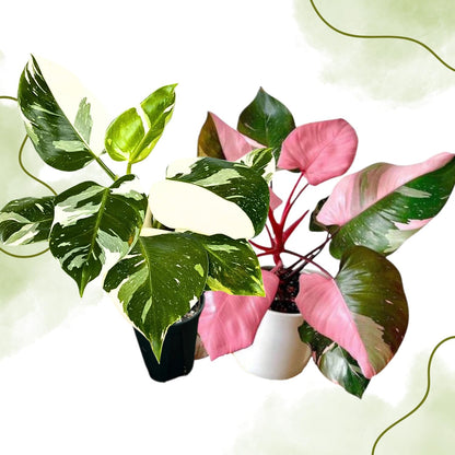 2 Philodendron Live Plant 5-9" Tall, Rare Tropical Indoor Houseplant Home Garden (Mix Rare Philodendron)