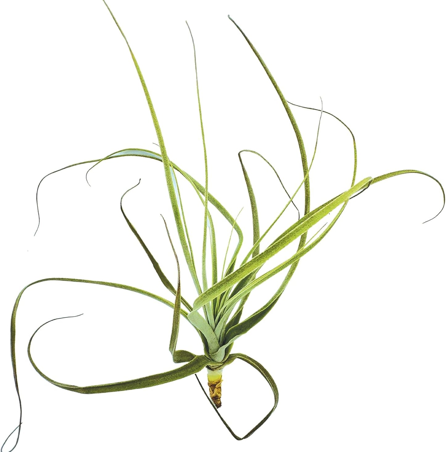 ragnaroc Air Plants - Tillandsia Straminea Jumbo 6-9" - 1ct - Live Arrival Guaranteed - House Plants for Home Decor & Gift