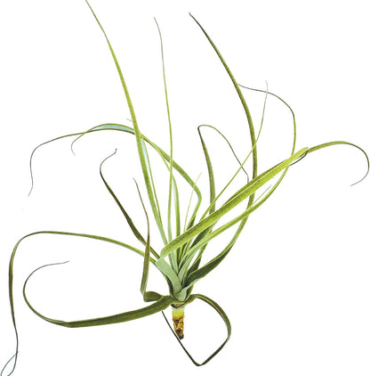 ragnaroc Air Plants - Tillandsia Straminea Jumbo 6-9" - 1ct - Live Arrival Guaranteed - House Plants for Home Decor & Gift