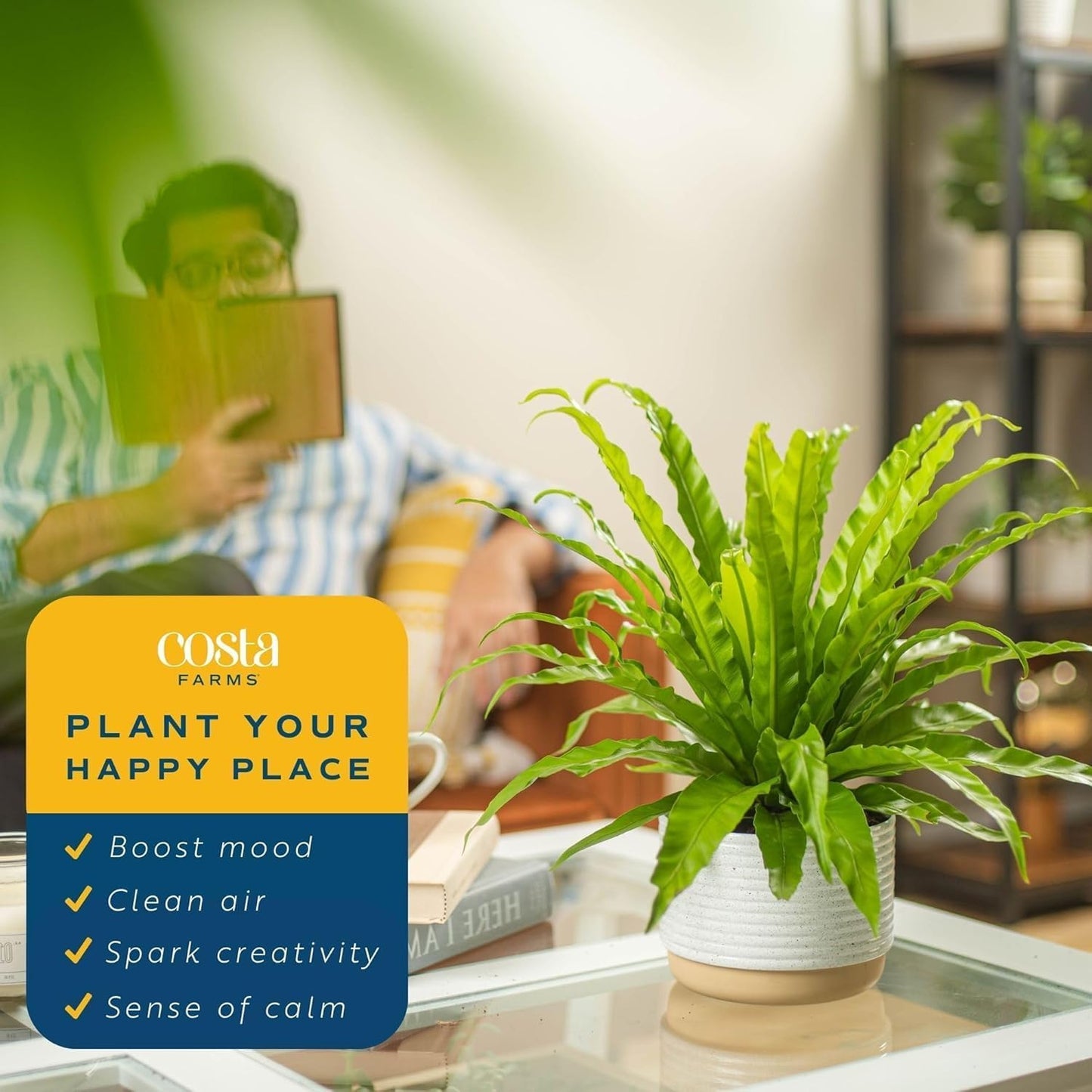 Costa Farms Bird's Nest Fern Live Plant in Plastic Pot, Air Purifying Indoor Houseplant, Perfect for Home, Room, or Office Decor, Great House Warming or Birthday Gift, 12-18 Inches Tall