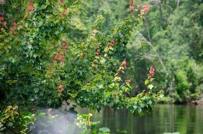Red Maple Tree | 3 Live Trees | Acer rubrum | Native American Beauty Fast-Growing Shade Tree | Fall Foliage Wildlife-Friendly Habitat