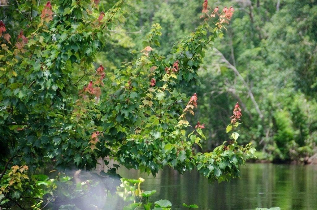 Red Maple Tree | 20 Live Trees | Acer rubrum | Native American Beauty Fast-Growing Shade Tree | Fall Foliage Wildlife-Friendly Habitat
