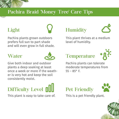 Money Tree 'Guiana Chestnut' Pachira Braid Live Plant for Indoor | Different Houseplants in 4'' & 6'' Pot | Real House Plant for Living Room, Office, Desk & Bathroom |