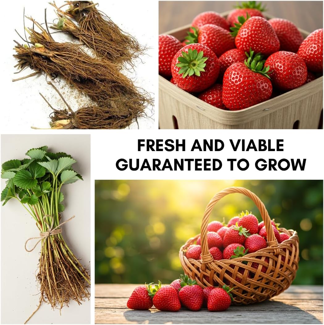 Ozark Beauty Strawberry Plants (5 Live Plants) – Everbearing Variety for Home Gardens – Grow Your Own Fresh, Sweet Strawberries – Perfect for Strawberry Shortcake