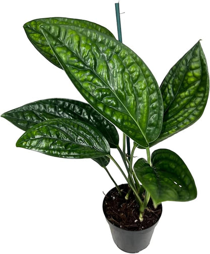 Monstera Peru Potting Soil - Premium Karstenianum Soil Blend - Promotes Optimal Drainage and Aeration - 4 Quart