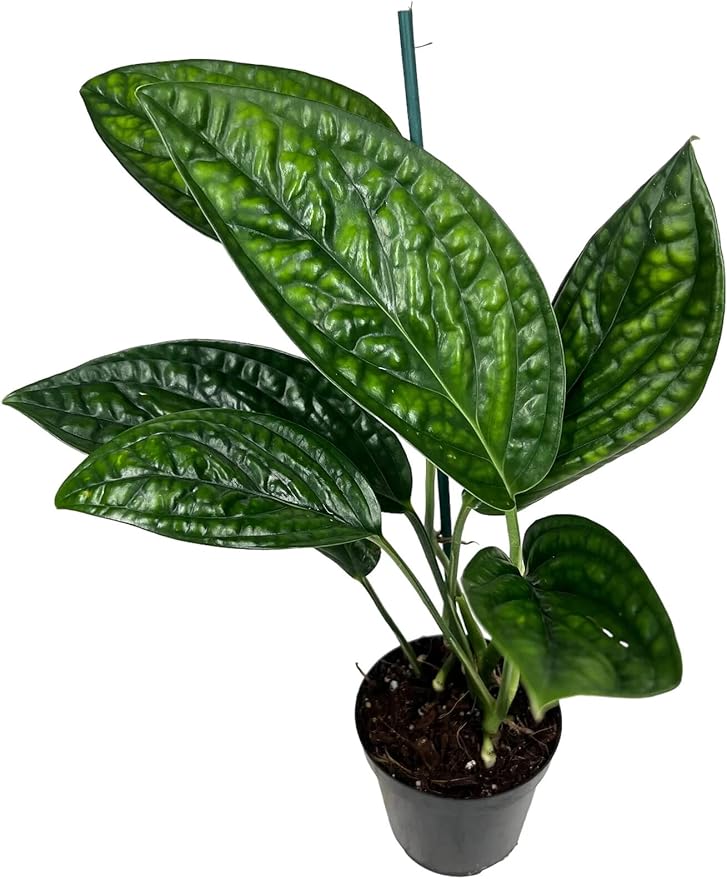 Monstera Karstenianum Potting Mix - Retains Moisture and Enhances Root Development - 5 Quart