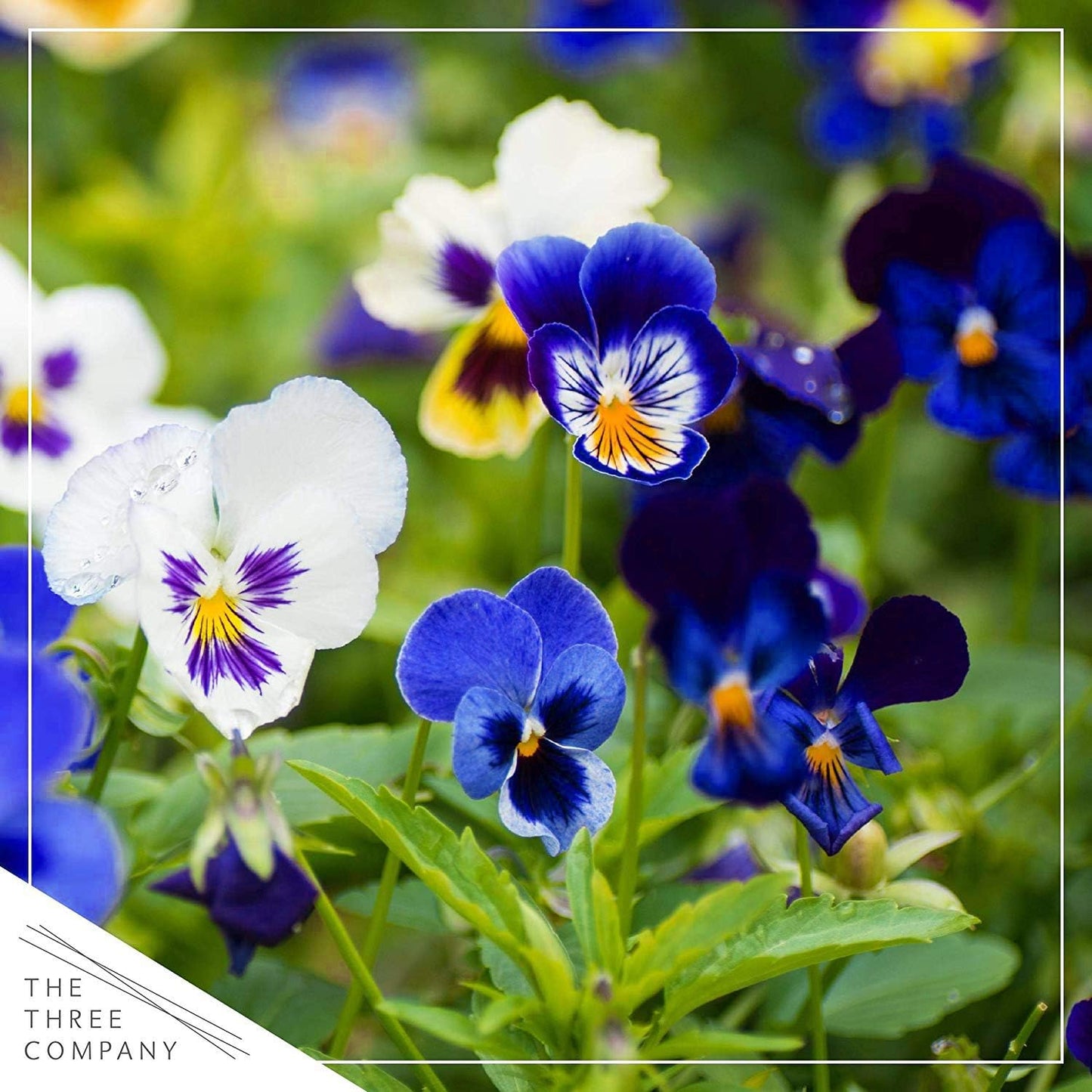 Live Healthy Flowering Pansies - Assorted Colors (4 Plants Per Pack), Beautiful Fall Color, 6" Tall by 4" Wide in 1 Pt Pot