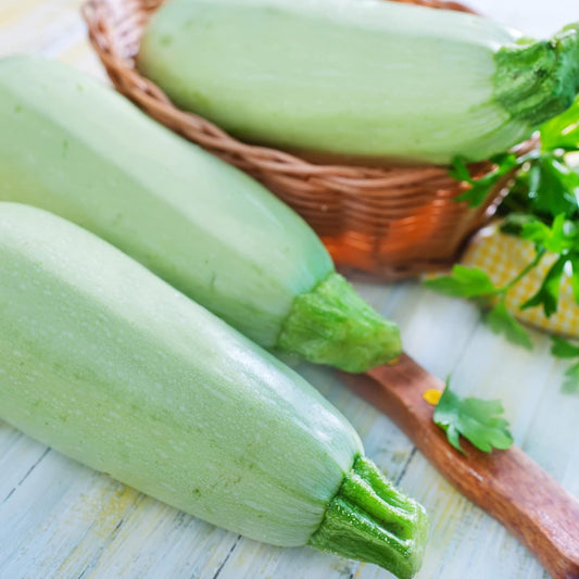Squash Seeds - Summer - Vegetable Marrow White Bush - 4 Oz ~1000 Seeds - Cucurbita Pepo - Non-GMO, Heirloom - Farm & Vegetable Garden