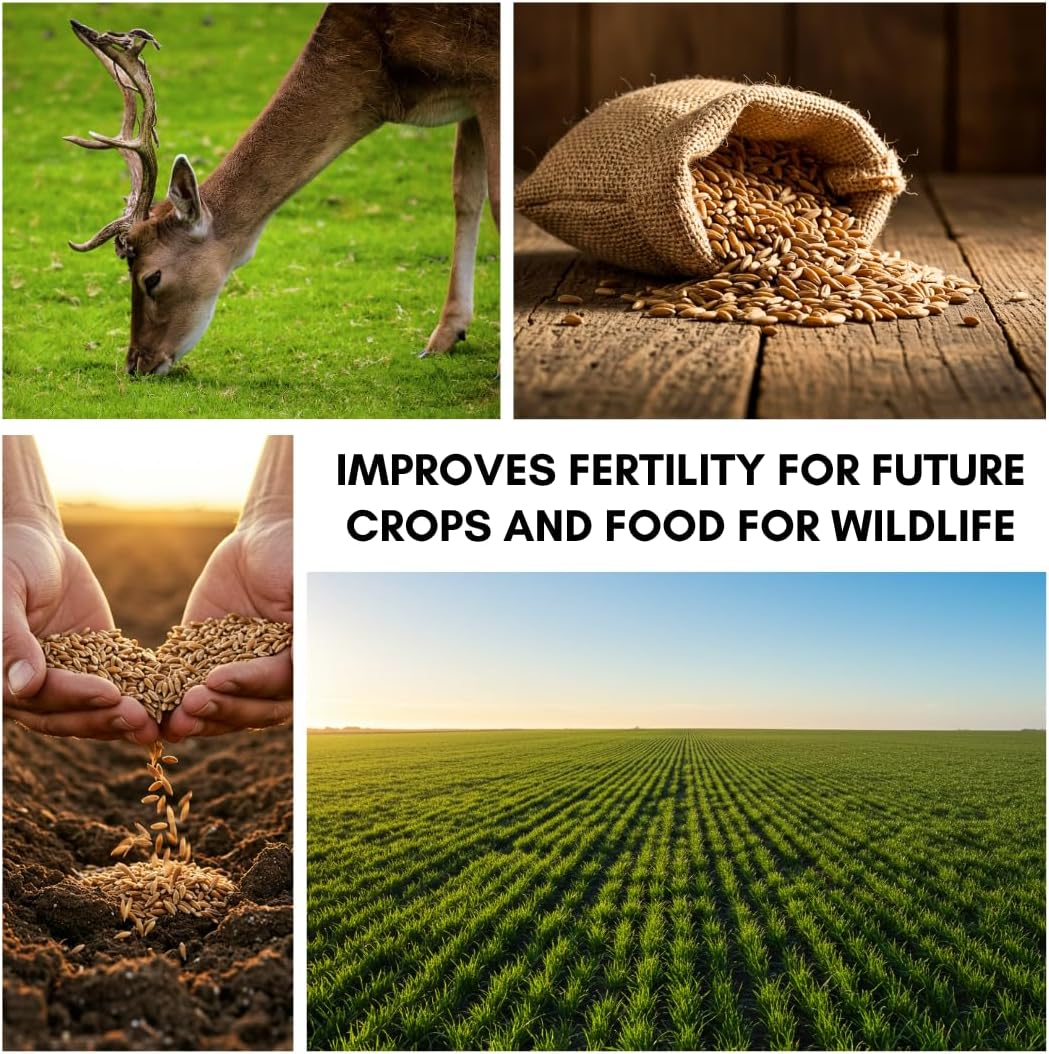 Rye Grass Seed - Fast Growing and Hardy Grass, Cover Crop, Food Plot. Grazing Pasture Seeds (25 Pounds)