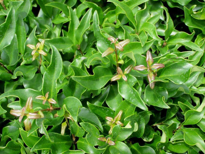 Curled Leaf Privet | 3 Live Quart Size Plants | Ligustrum Japonicum Recurvifolium, Evergreen Flowering Privacy Hedge, Ornamental Shrub for Lush Landscapes