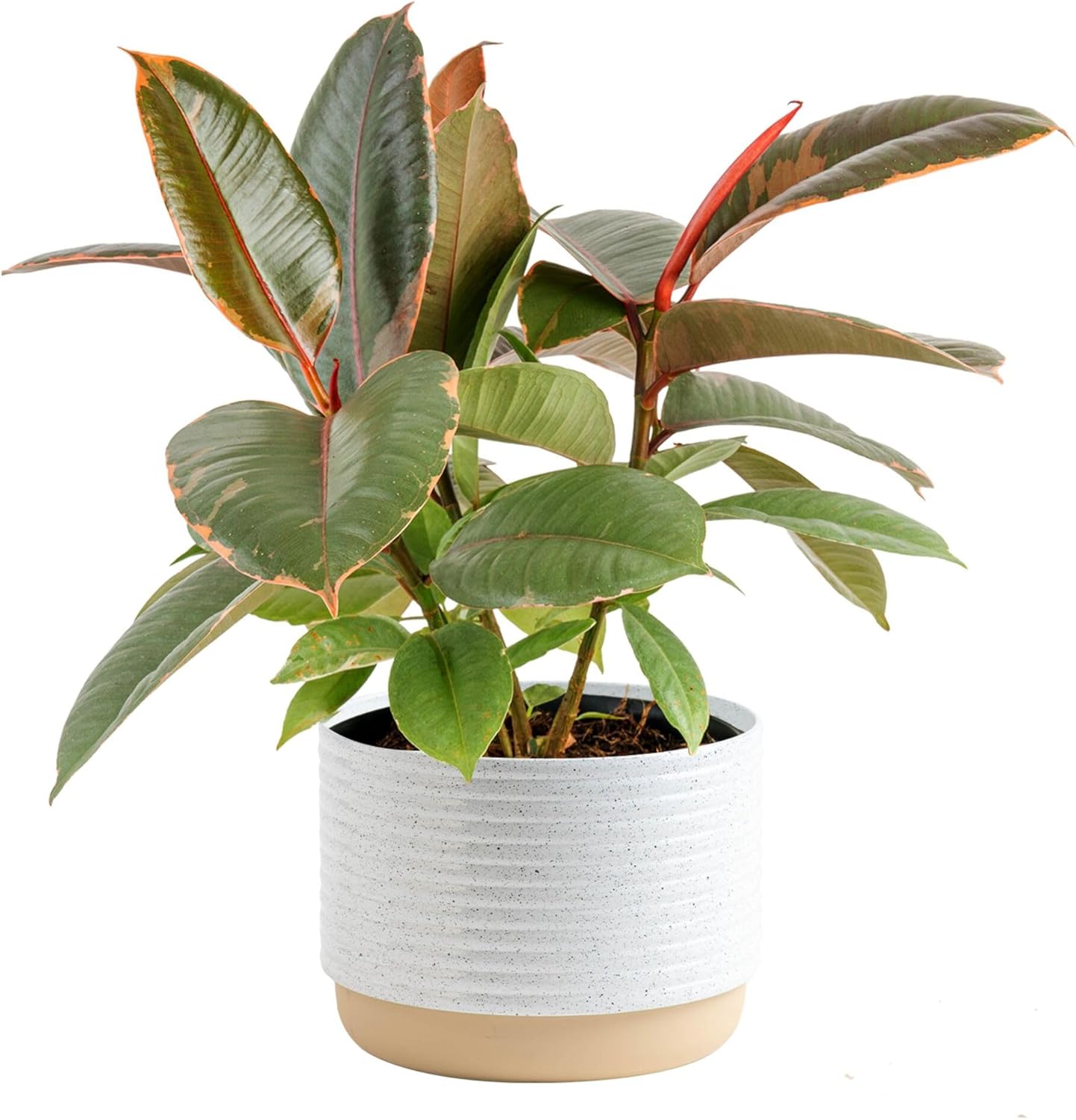 Costa Farms Ficus Live Plant in Decorative Pot, Indoor Houseplant, Assorted Variety, Home, Room, or Office Decor, Great House Warming or Birthday Gift, 12-18 Inches Tall