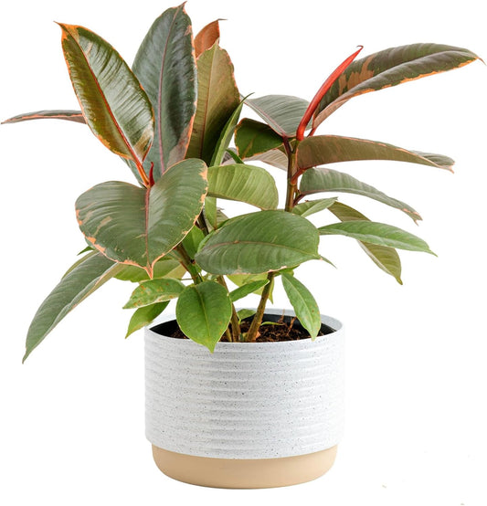 Costa Farms Ficus Live Plant in Decorative Pot, Indoor Houseplant, Assorted Variety, Home, Room, or Office Decor, Great House Warming or Birthday Gift, 12-18 Inches Tall