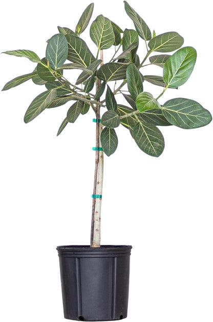 United Nursery Ficus Audrey – Standard Indoor Tree in 10” Grower Pot – 32–38 Inches Tall – Upright Green Ficus with Velvety Leaves – Low-Maintenance, Air-Purifying Plant for Home or Office