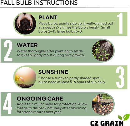 Purple Allium Bulbs for Planting - Easy to Grow Perennial Flowers, Top Size Bulbs, Large Spherical Blooms (20 Bulbs)